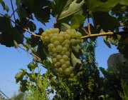 20140808073521-DSCN3187