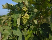 20140808073944-DSCN3190