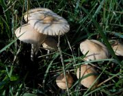 20140808074819-DSCN3197