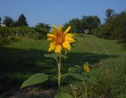 20140808074918-DSCN3198