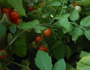 20140808075034-DSCN3201