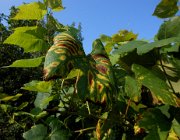 20140808081006-DSCN3207