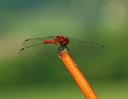 20140809082846-IMG 5009