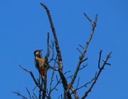 20140809095104-IMG 5021