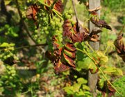 20140809133132-IMG 5092