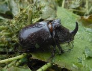 20140810095111-DSCN3228m