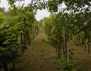 20140810095756-DSCN3234