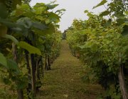 20140810095822-DSCN3236