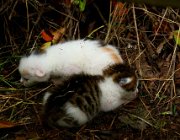 20140810102122-IMG 5110